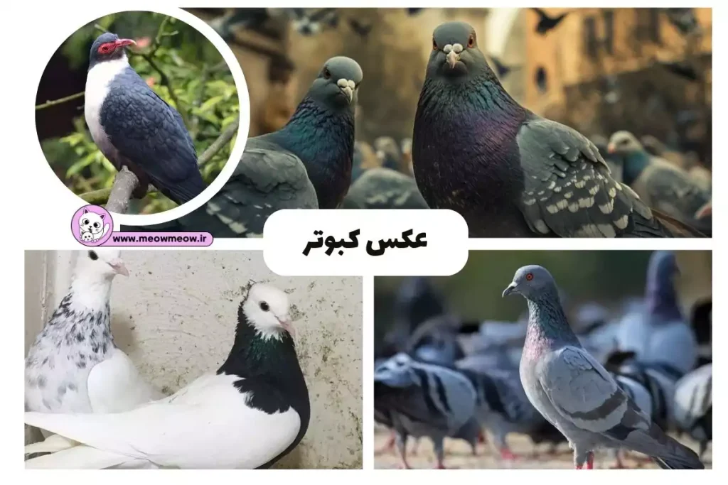 دور دنیا | گران‌ترین کبوتر دنیا را بشناسید + عکس