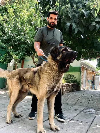 سگ بزرگ سراب