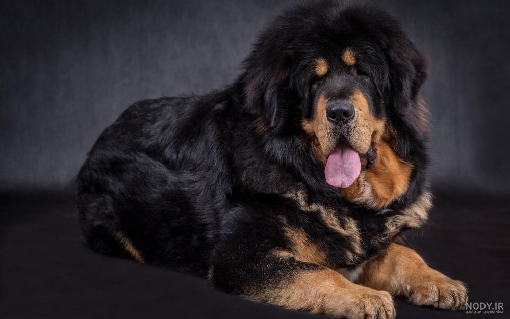 سگ نژاد تیبتن ماستیف (Tibetan Mastiff) | ماکی دام سگ نژاد تیبتن ماستیف (Tibetan Mastiff) | ماکی دام