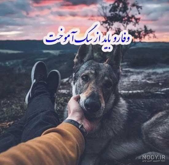 عکس سگ زیبا برای پروفایل - عکس نودی