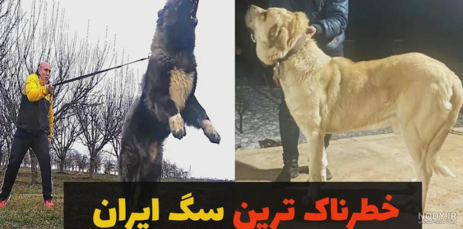 عکس سگ غول - عکس نودی