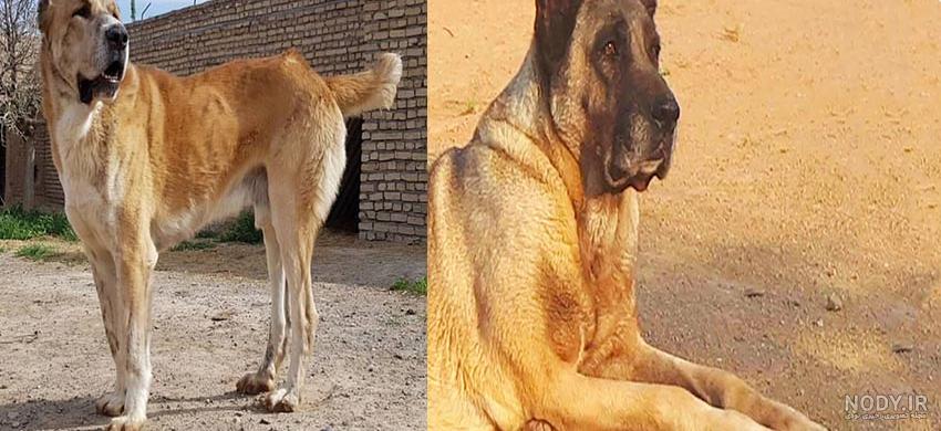 عکس سگ های غول پیکر و بسیار وحشی و خطرناک - تــــــــوپ تـــــــــاپ عکس سگ های غول پیکر و بسیار وحشی و خطرناک - تــــــــوپ تـــــــــاپ