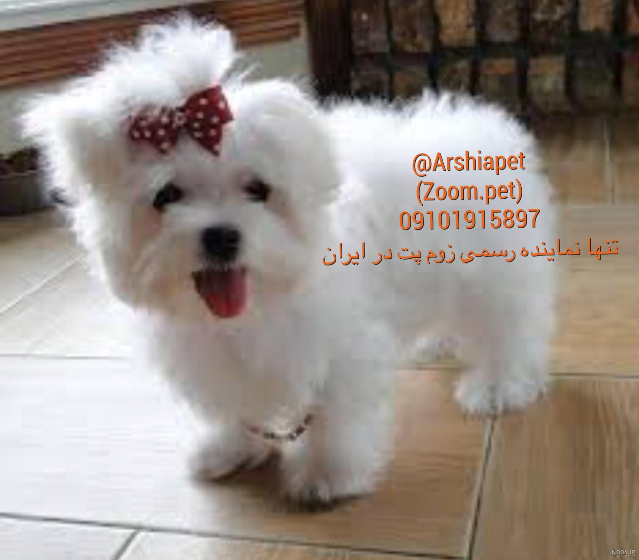 عکس سگ فروشی پشمالو
