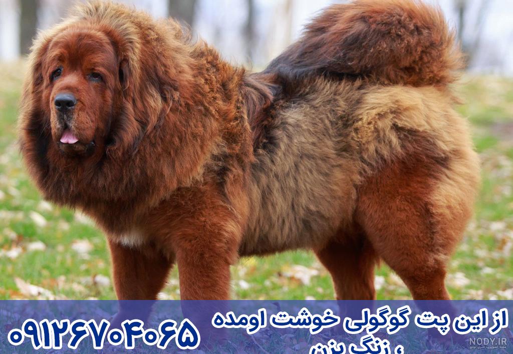 عکس سگ ماستیف و تبتی