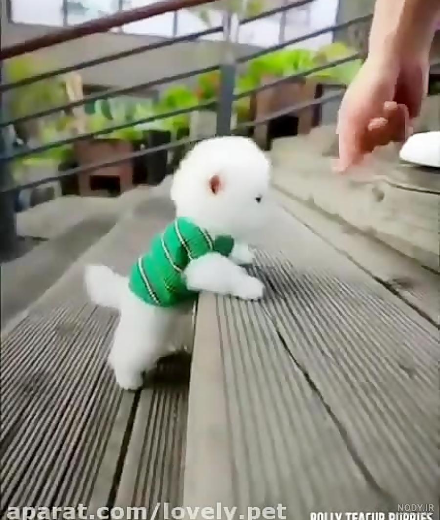 عکس سگ ناز پشمالو