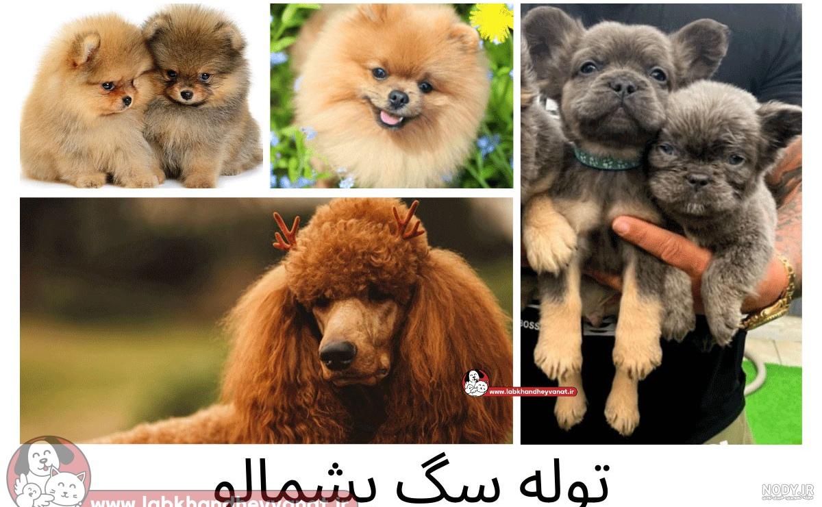 عکس سگ ناز و پشمالو