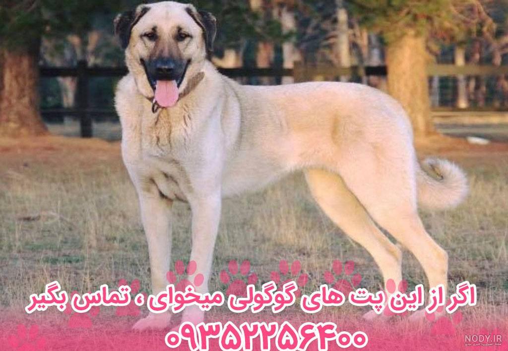 عکس سگ کانگال سفید عکس سگ کانگال سفید