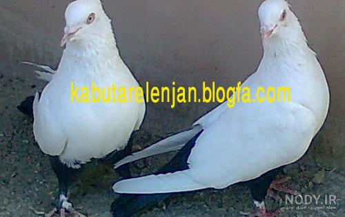 عکس کبوتر طوقی - کبوتر