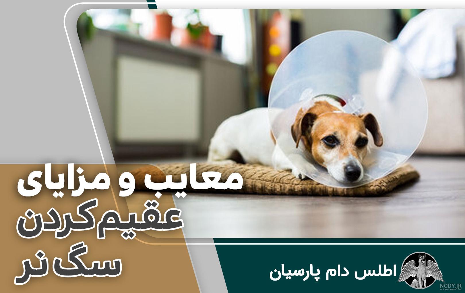 فرارو | ابعاد جدید از سگ‌کشی؛ زجرکش کردن با عقیم‌سازی غیر استاندارد