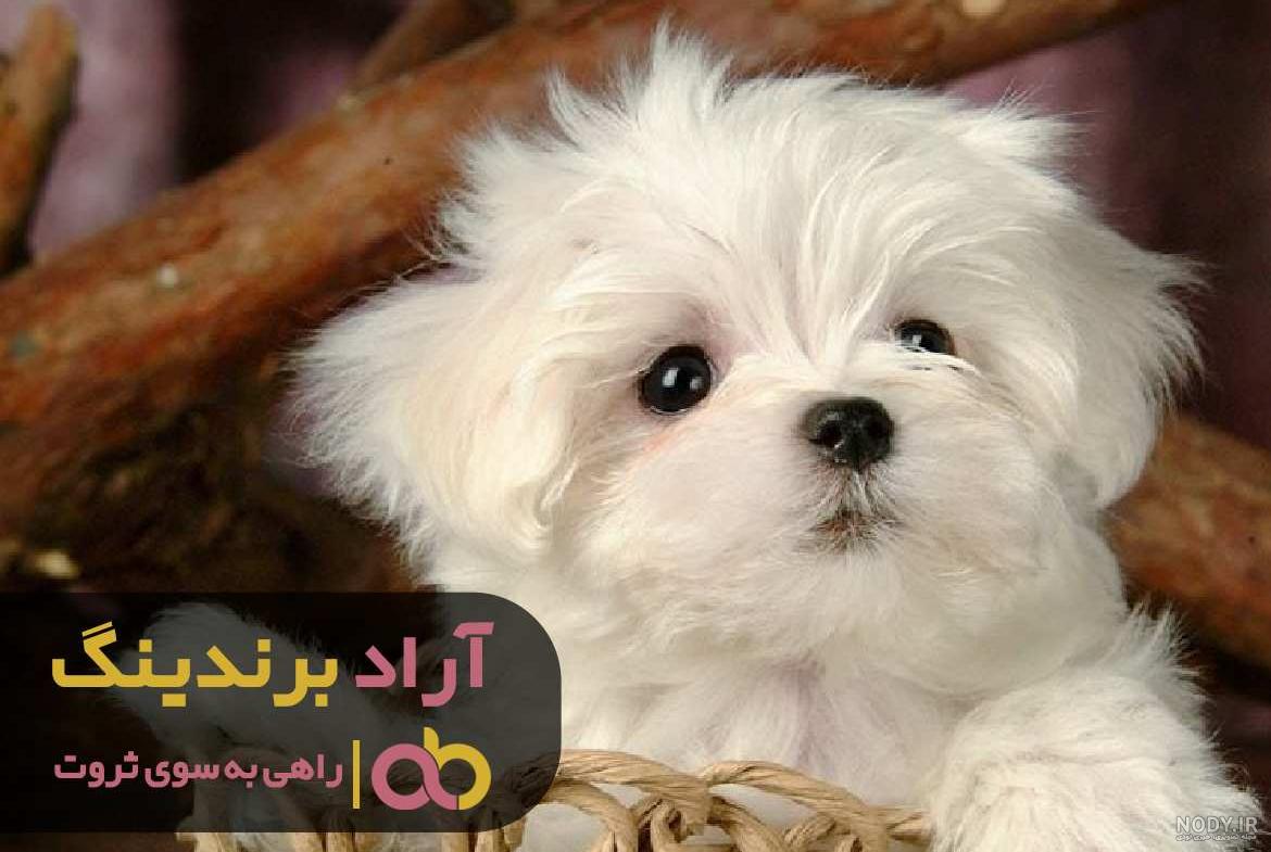 قیمت سگ پاکوتاه پشمالو سفید ارزان در تهران - سایت تبلیغات رایگان ... قیمت سگ پاکوتاه پشمالو سفید ارزان در تهران - سایت تبلیغات رایگان ...