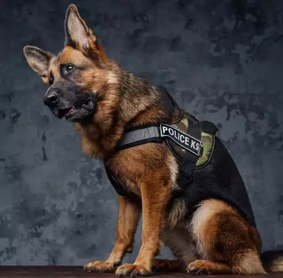 مشخصات کامل، قیمت و خرید نژاد سگ ژرمن شپرد (German Shepherd Dog ... مشخصات کامل، قیمت و خرید نژاد سگ ژرمن شپرد (German Shepherd Dog ...