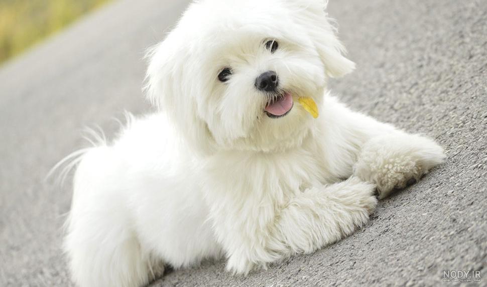 معرفی ، قیمت و خرید سگ مالتیز Maltese dog