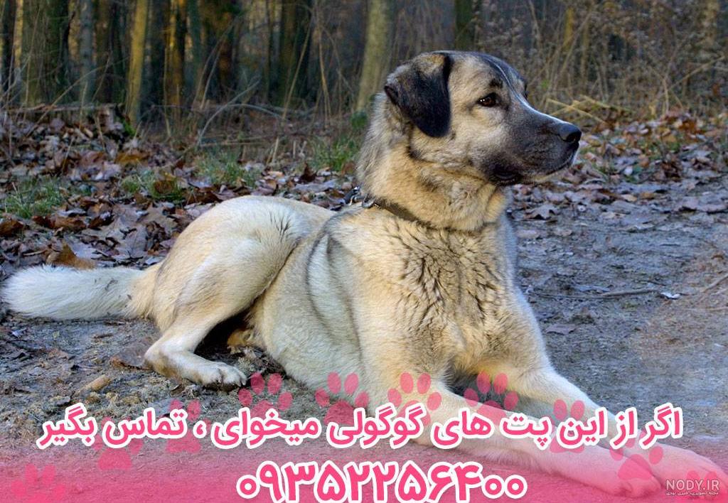معرفی نژاد کانگال - سگ برتر معرفی نژاد کانگال - سگ برتر