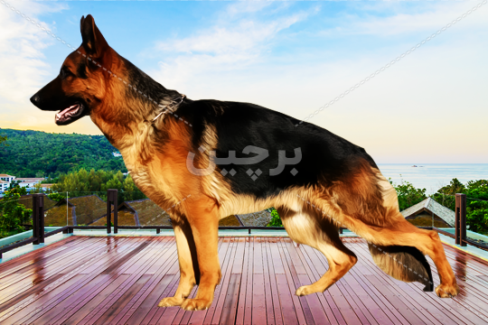 معرفی کامل نژاد سگ ژرمن شپرد + نکات مهم خرید و نگهداری از آن معرفی کامل نژاد سگ ژرمن شپرد + نکات مهم خرید و نگهداری از آن