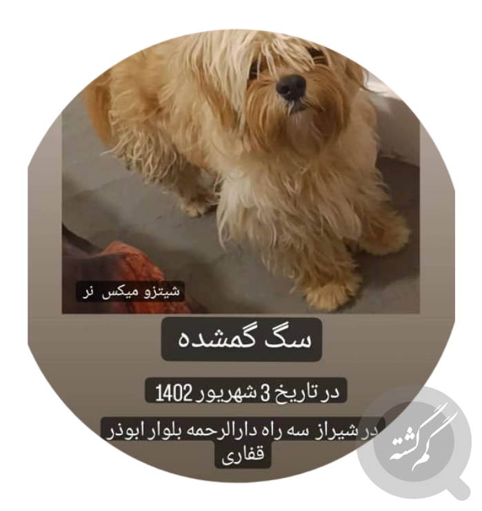 هفت نژاد بسیار زیبا از سگ‌های سفید-@ITPetnet