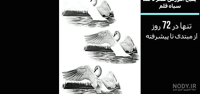 آموزش نقاشی قو 🦢 - فیلو آموزش نقاشی قو 🦢 - فیلو