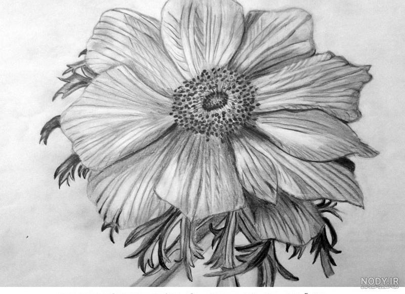 عکس گل لاله برای طراحی - عکس نودی عکس گل لاله برای طراحی - عکس نودی