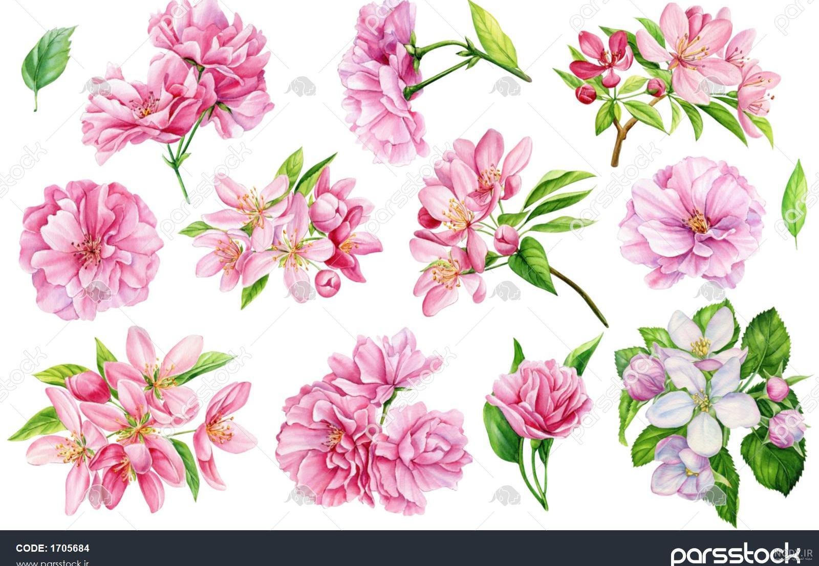 گیاهان فراگیر در نقاشی ژاپن و پیوستگی آن با باورهای مردمان این سرزمین، بخش  دوم - ارثنگ (Arthang)