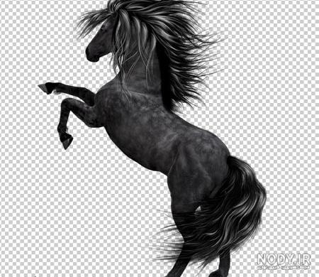 عکس سیاه و سفید اسب 20693 Black-and-White Portrait Of Andalusian ... عکس سیاه و سفید اسب 20693 Black-and-White Portrait Of Andalusian ...