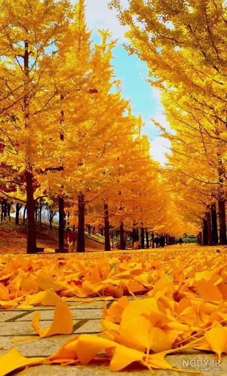 تصویر پس زمینه پاییزی - عکس نودی