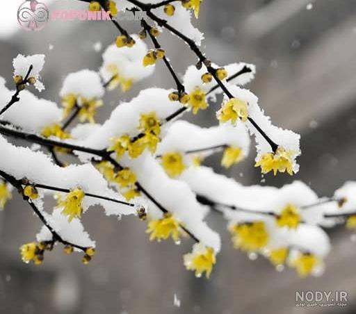 خرید و قیمت کتاب لالا لالا گل یخ سری کتابهای لالایی | ترب خرید و قیمت کتاب لالا لالا گل یخ سری کتابهای لالایی | ترب
