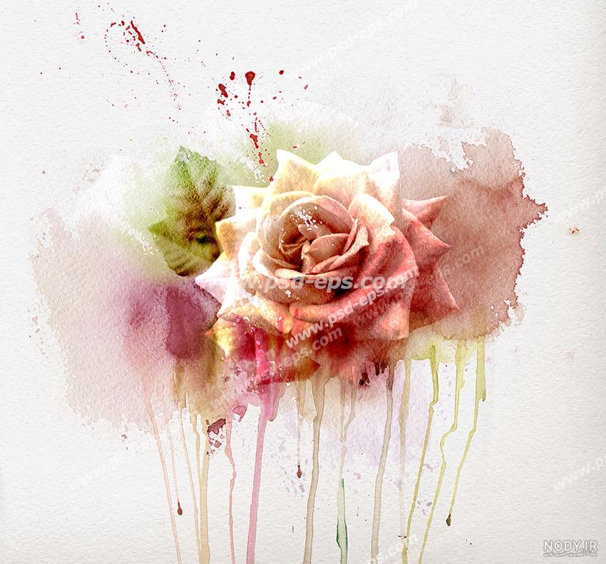 عکس نقاشی گل رز سیاه قلم