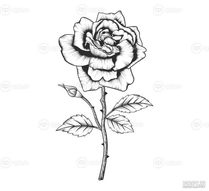 عکس نقاشی گل رز قرمز ساده