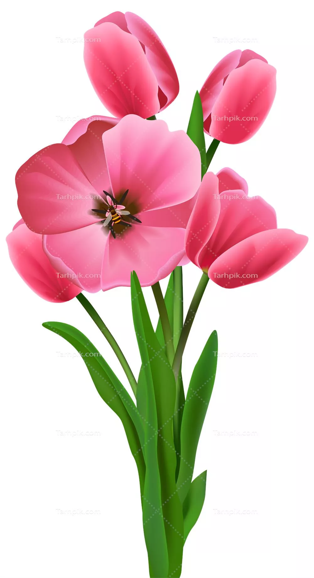 عکس گل لاله برای نقاشی عکس گل لاله برای نقاشی