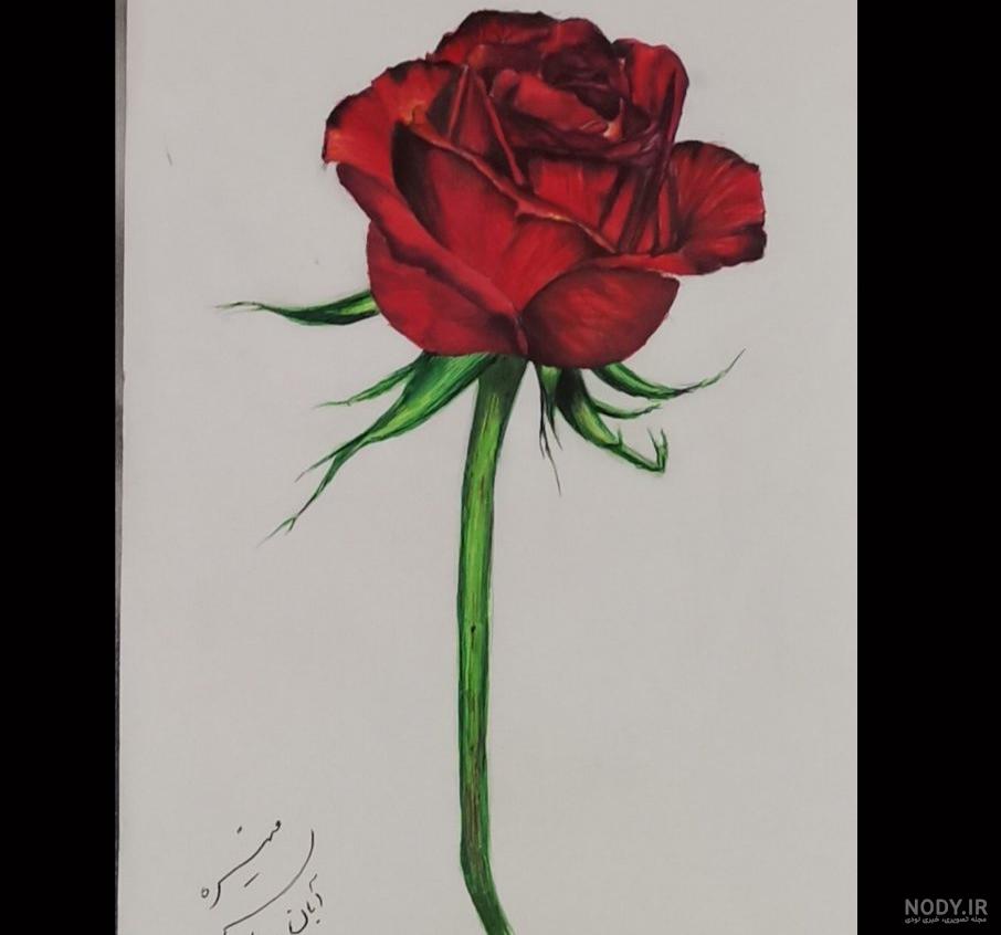 نقاشی طراحی گل رز