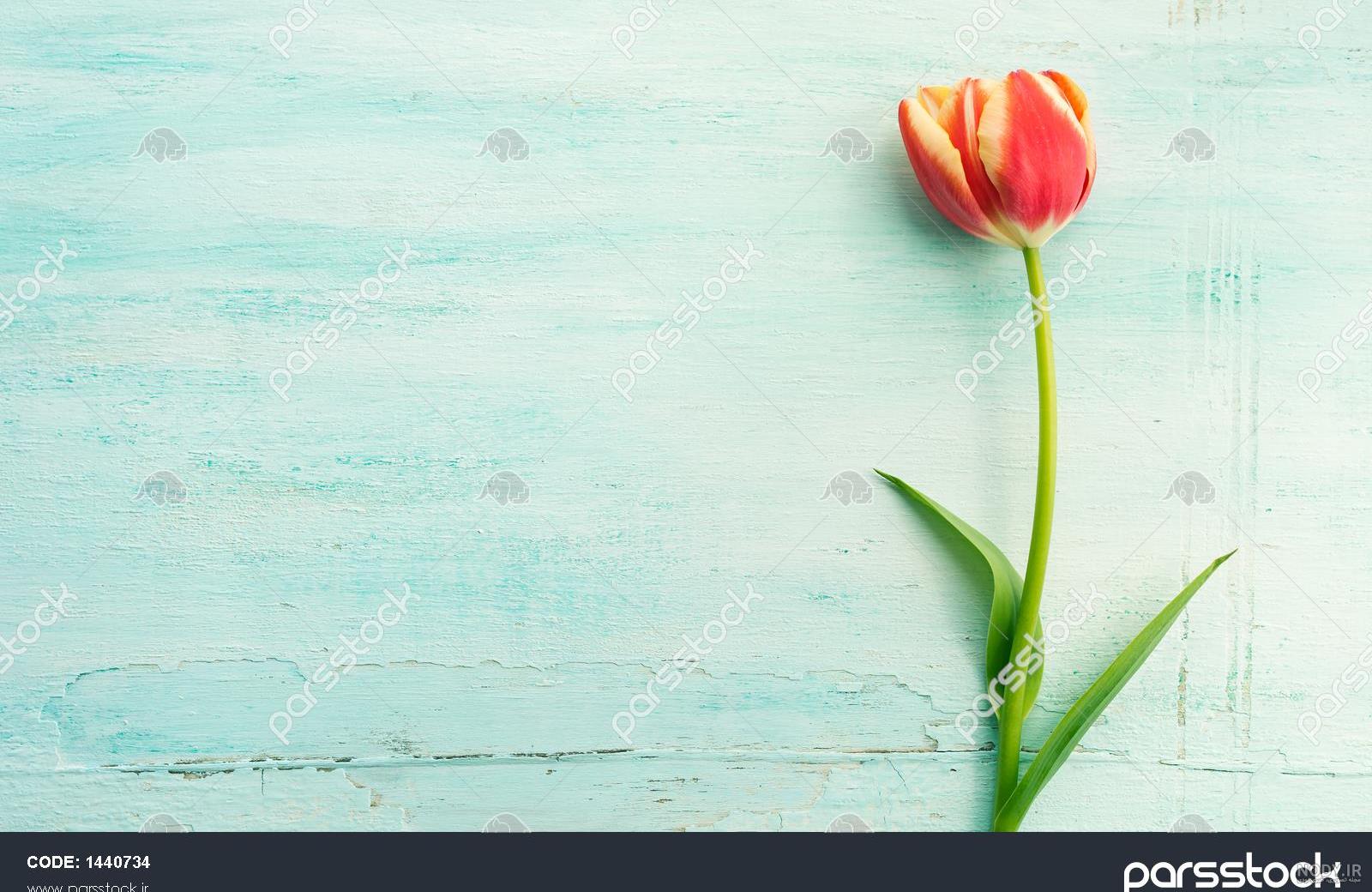 نقاشی عکس گل لاله