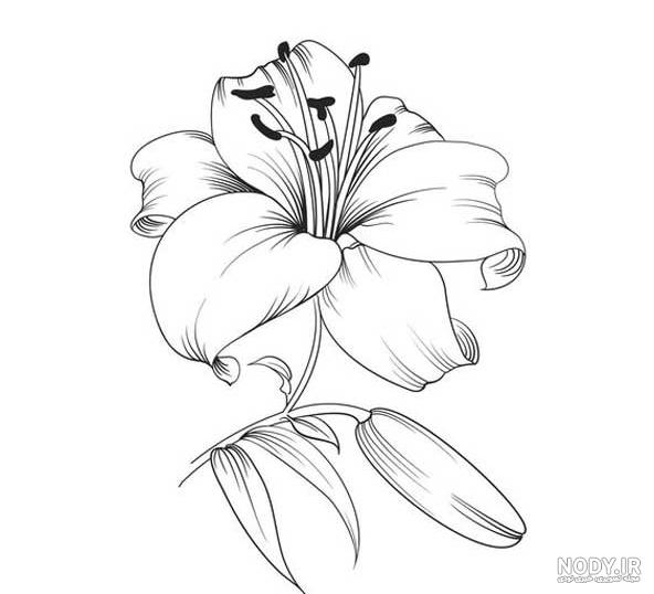 نقاشی گل رز خیلی زیبا