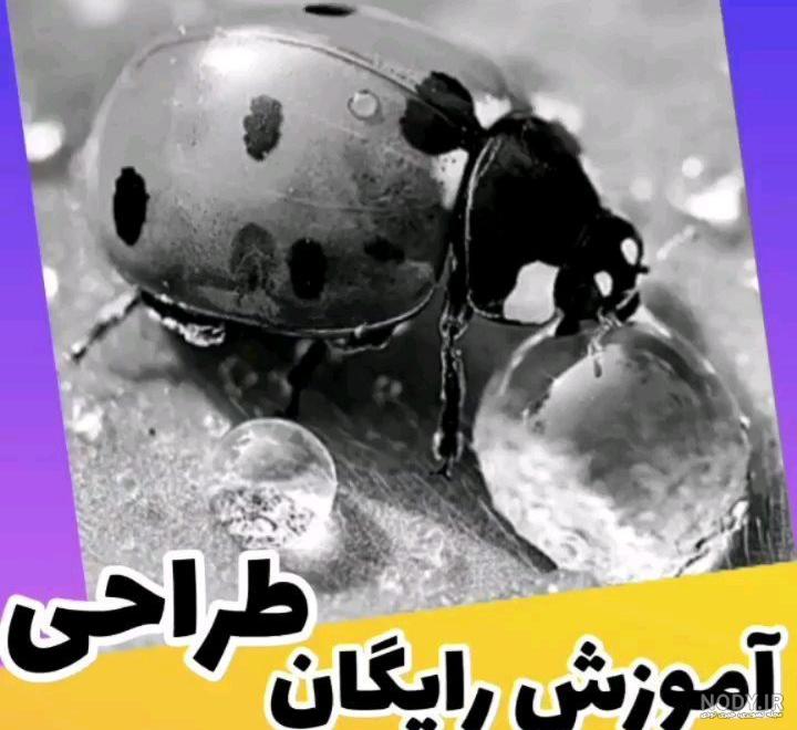 آموزش مرحله به مرحله نقاشی کفشدوزک آموزش مرحله به مرحله نقاشی کفشدوزک