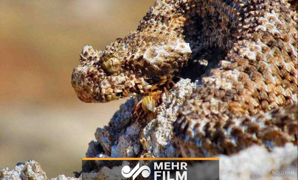 افعی دم عنکبوتی افعی دم عنکبوتی