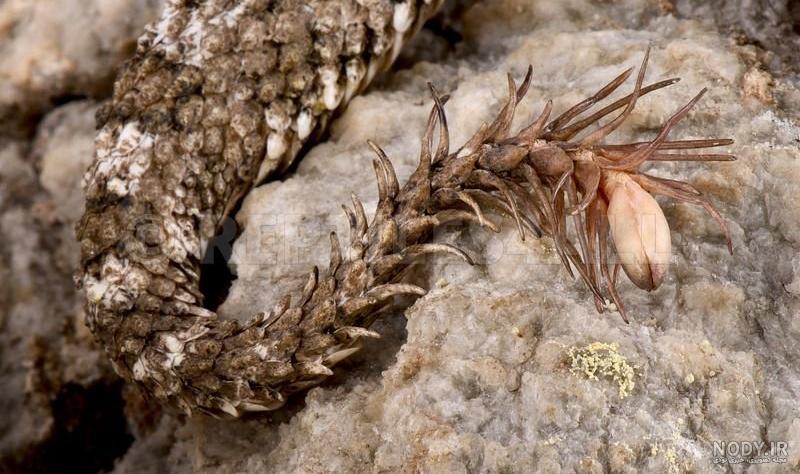 افعی دم عنکبوتی ایران یکی از نادرترین مارهای جهان نام علمی : Pseudocerastes urarachnoides نام انگلیسی: Spider-tailed Horned Viper افعی عنکبوتی در تمام دنیا ماری کاملاً منحصربه فرد است که اولین افعی دم عنکبوتی ایران یکی از نادرترین مارهای جهان نام علمی : Pseudocerastes urarachnoides نام انگلیسی: Spider-tailed Horned Viper افعی عنکبوتی در تمام دنیا ماری کاملاً منحصربه فرد است که اولین