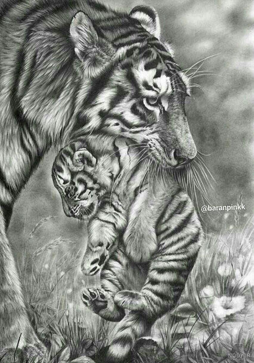 ببر خشمگین نقاشی سیاه قلم 1452328