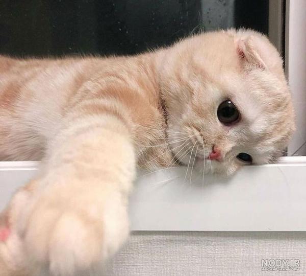 بچه گربه های ناز کیوت - حیوانات خانگی بچه گربه های ناز کیوت - حیوانات خانگی