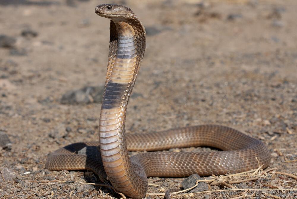 عکس بچه ی مار عکس بچه ی مار