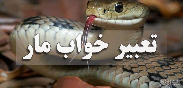 عکس مار بزرگ و ترسناک