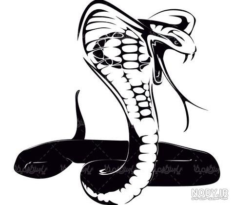 عکس مار کبری سیاه