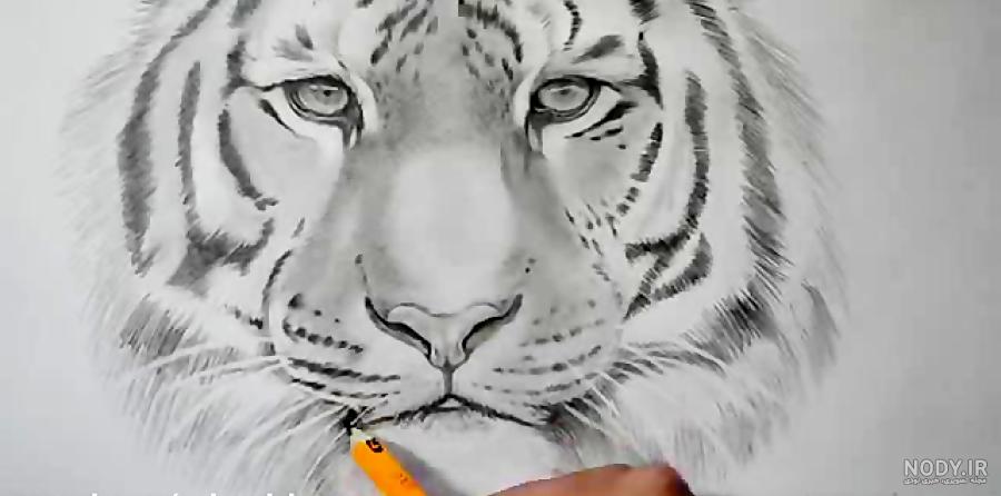 عکس نقاشی ببر سیاه قلم