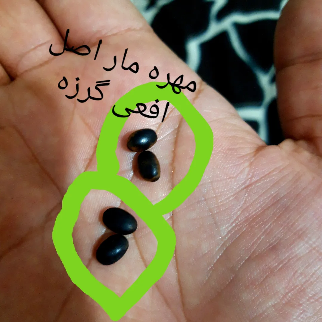 قیمت و خرید فیگور مدل مار زنگی NR7268 قیمت و خرید فیگور مدل مار زنگی NR7268
