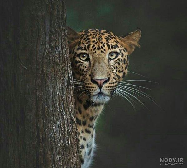 نقاشی سیاه قلم پلنگ صورتی