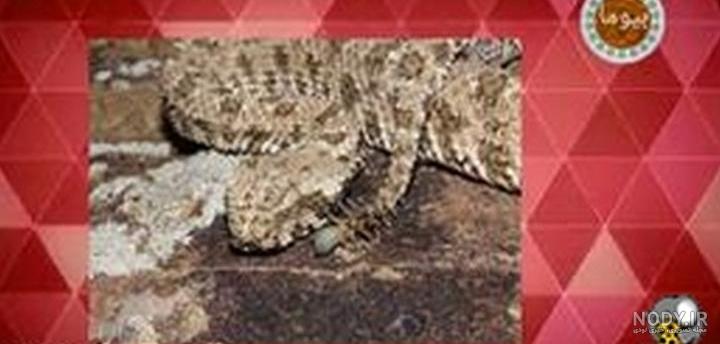 کمبود اطلاعات درباره افعی دم عنکبوتی/گرد و غبار جنوب علیه مارها - خبرگزاری مهر | اخبار ایران و جهان | Mehr News Agency کمبود اطلاعات درباره افعی دم عنکبوتی/گرد و غبار جنوب علیه مارها - خبرگزاری مهر | اخبار ایران و جهان | Mehr News Agency