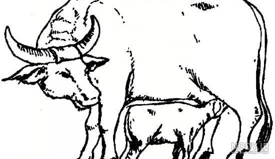 عکس کارتونی گاو میش - عکس نودی عکس کارتونی گاو میش - عکس نودی