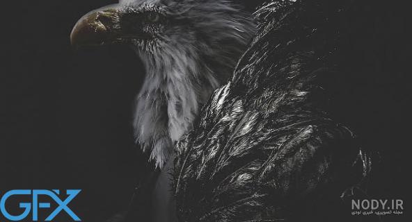تصویر زمینه عقاب سیاه