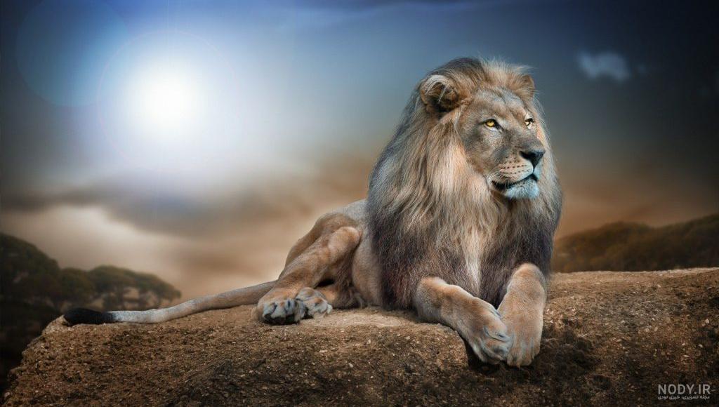 عکس برای تصویر زمینه شیر عکس برای تصویر زمینه شیر