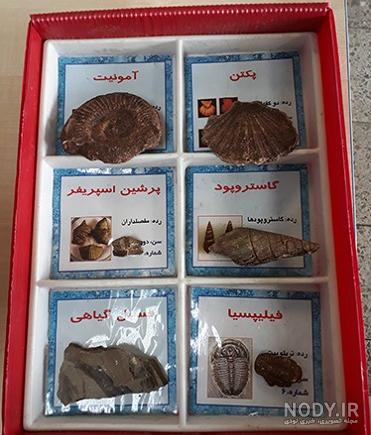 عکس فسیل صدف کلاس پنجم