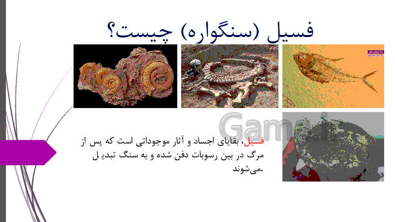 عکس فسیل ماهی کلاس پنجم
