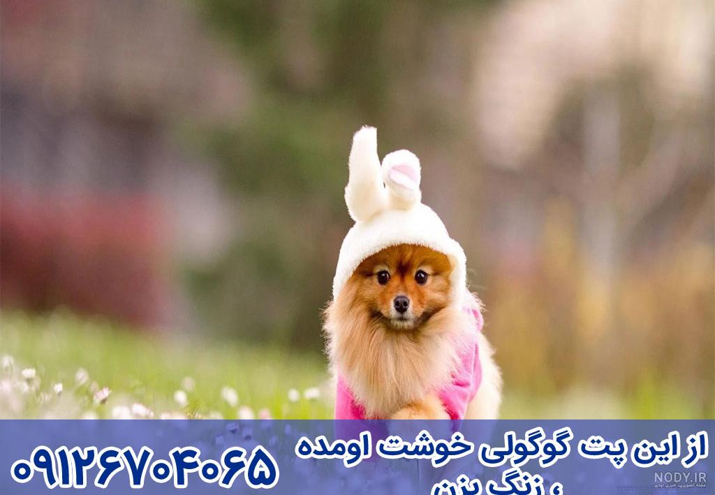 عکس لباس سگ پشمالو - عکس نودی عکس لباس سگ پشمالو - عکس نودی