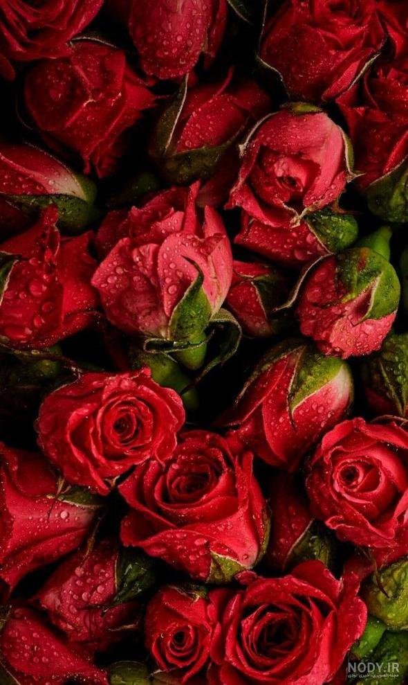 تصویر زمینه گل رز